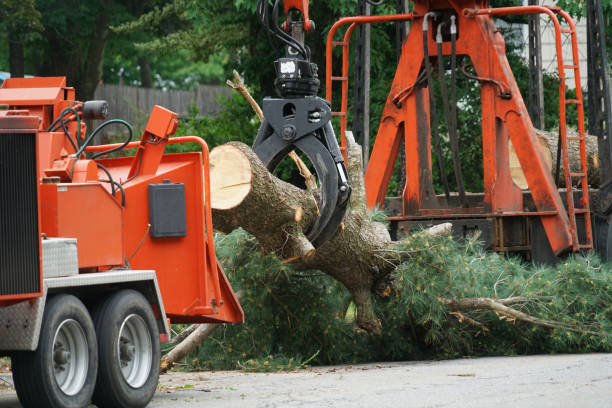 Professional Tree Care Services in Julesburg, CO